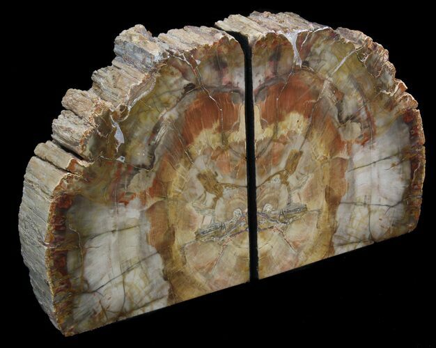 Madagascar Petrified Wood Bookends - Tall #41501